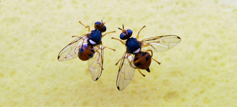 An image of the olive fruit fly on an olive