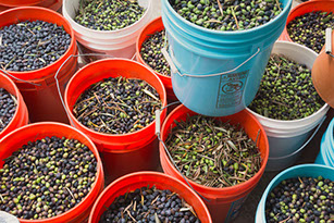 Olives in buckets waiting to be milled at Farquar Family Winery in Ramona, East County San Diego