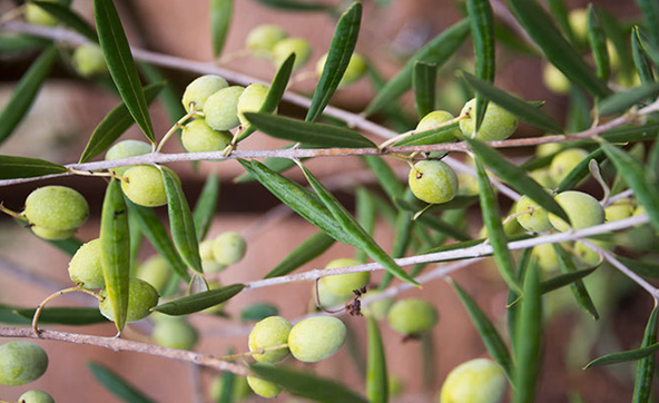 Olives hanging from a tree at Farquar Family Winery's orchard in Ramona, East County San Diego