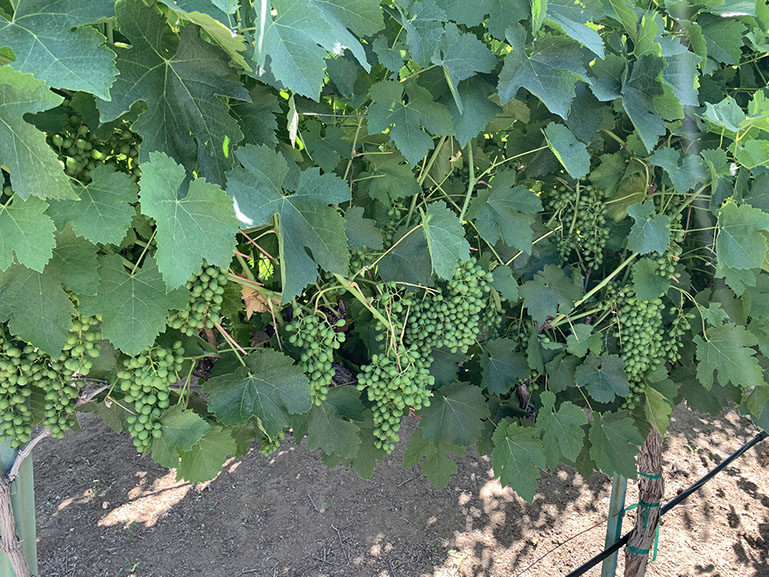 Farquar Family Winery's olive orchard and rolling Ramona hills in East County San Diego