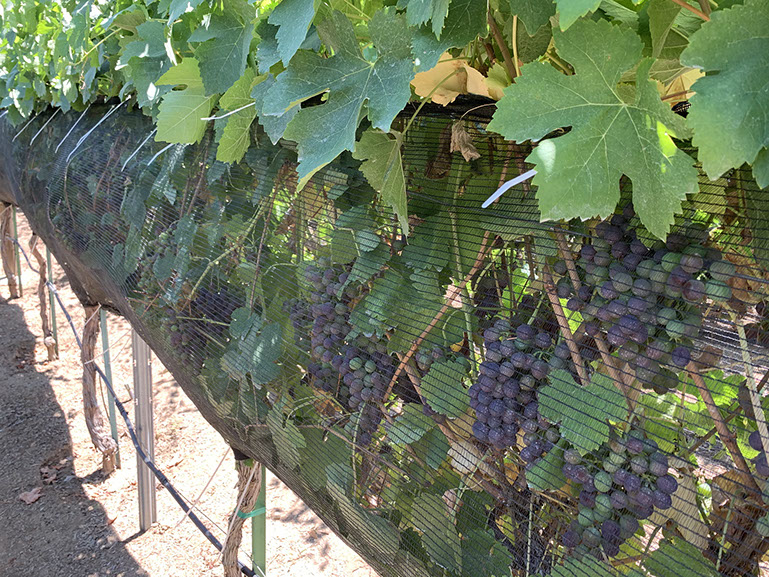Farquar Family Winery's olive orchard and rolling Ramona hills in East County San Diego