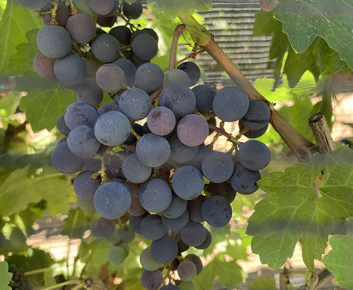 Farquar Family Winery's olive orchard and rolling Ramona hills in East County San Diego