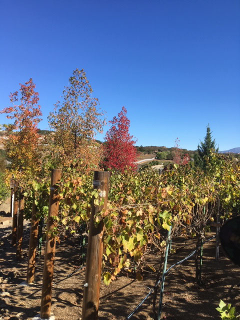 Farquar Family Winery's olive orchard and rolling Ramona hills in East County San Diego