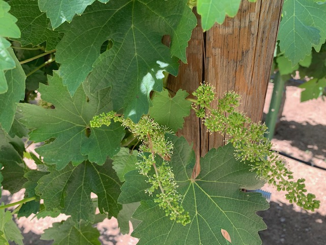Farquar Family Winery's olive orchard and rolling Ramona hills in East County San Diego