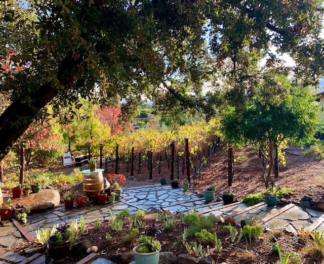 Farquar Family Winery's olive orchard and rolling Ramona hills in East County San Diego