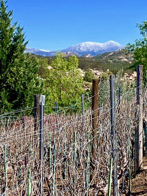 Farquar Family Winery's olive orchard and rolling Ramona hills in East County San Diego