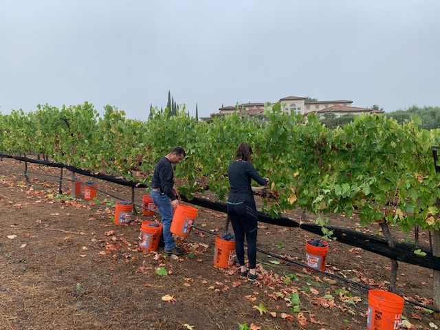 Farquar Family Winery's olive orchard and rolling Ramona hills in East County San Diego