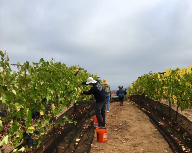 Farquar Family Winery's olive orchard and rolling Ramona hills in East County San Diego