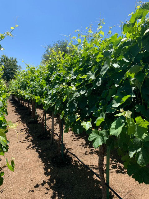 Farquar Family Winery's olive orchard and rolling Ramona hills in East County San Diego
