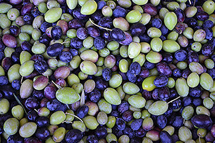 Farquar Family Winery's olive mill at its property in Ramona, East County San Diego
