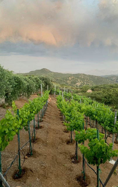 Farquar Family Winery's olive orchard and rolling Ramona hills in East County San Diego