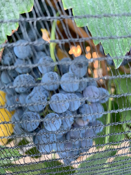 Farquar Family Winery's olive orchard and rolling Ramona hills in East County San Diego