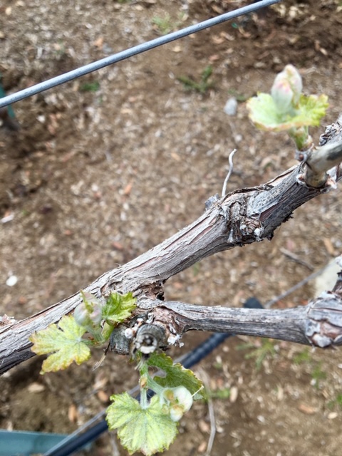 Farquar Family Winery's olive orchard and rolling Ramona hills in East County San Diego