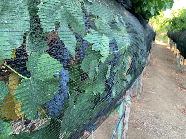 Farquar Family Winery's olive orchard and rolling Ramona hills in East County San Diego