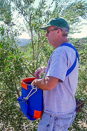 Hand picking olives at Farquar Family Winery's olive orchard in Ramona, East County San Diego