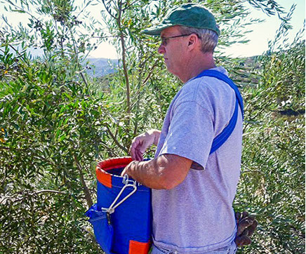 Hand picking olives at Farquar Family Winery's orchard in Ramona, East County San Diego