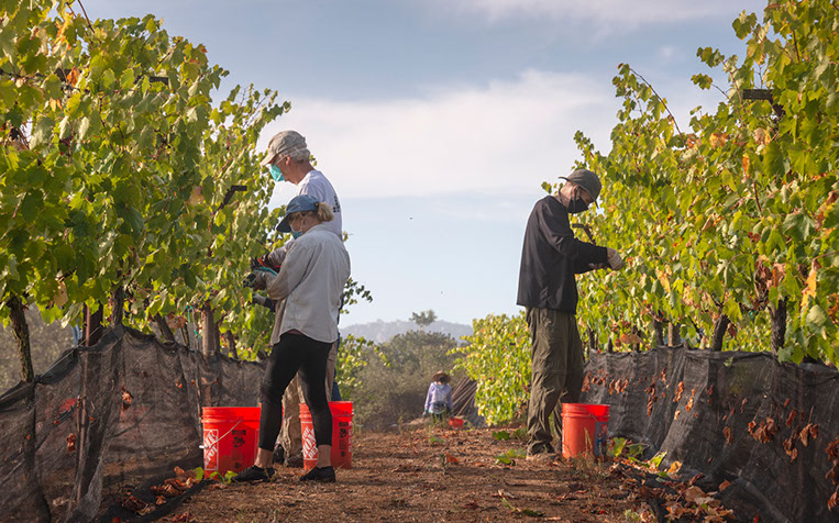 Farquar Family Winery's olive orchard and rolling Ramona hills in East County San Diego