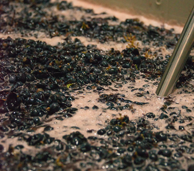 Farquar Family Winery's olive orchard and rolling Ramona hills in East County San Diego