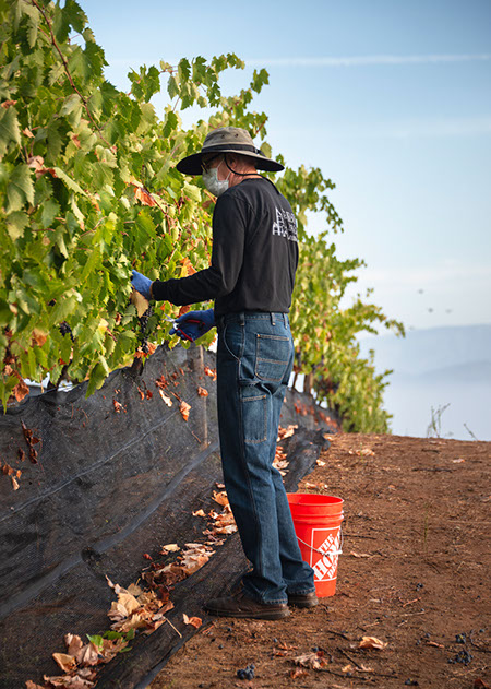 Farquar Family Winery's olive orchard and rolling Ramona hills in East County San Diego