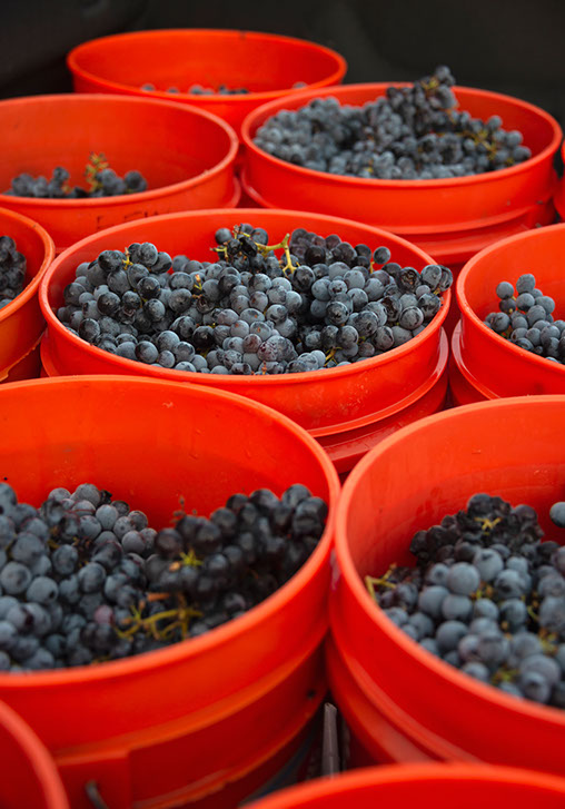 Farquar Family Winery's olive orchard and rolling Ramona hills in East County San Diego