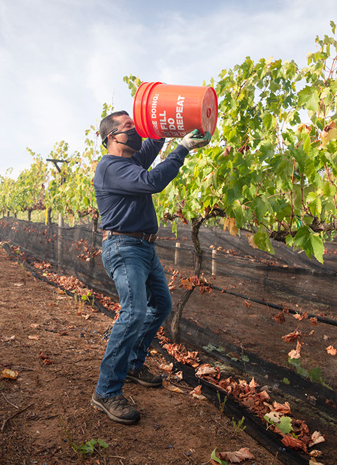 Farquar Family Winery's olive orchard and rolling Ramona hills in East County San Diego