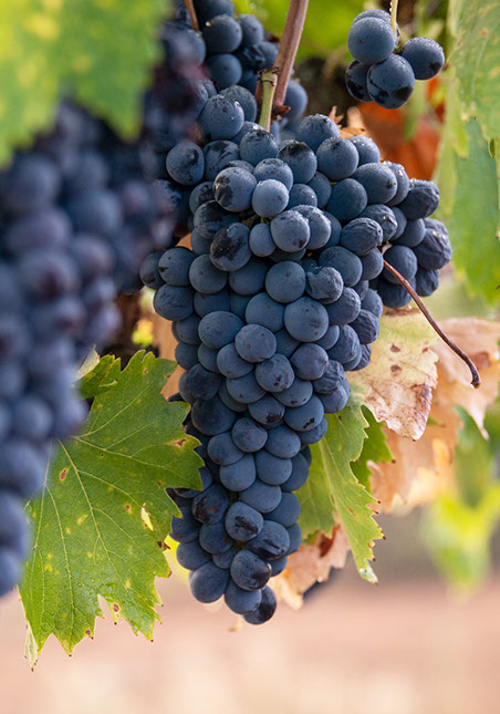 Farquar Family Winery's olive orchard and rolling Ramona hills in East County San Diego