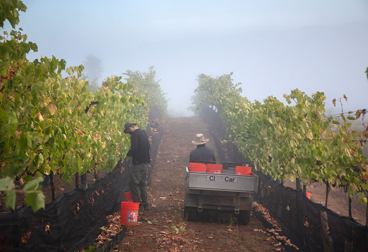 Farquar Family Winery's olive orchard and rolling Ramona hills in East County San Diego