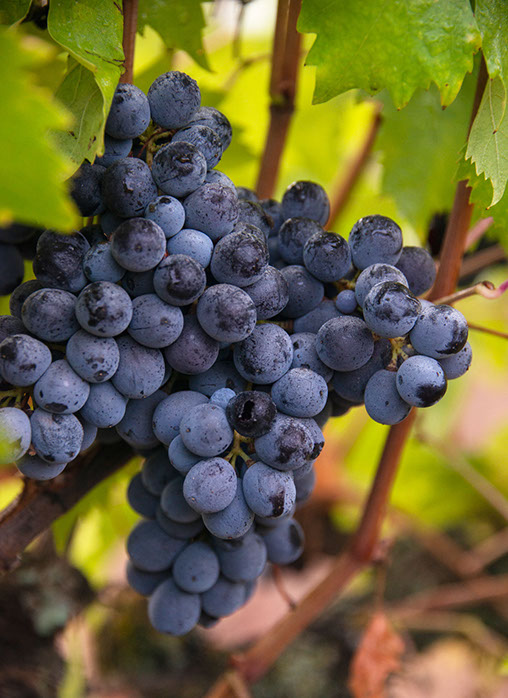 Farquar Family Winery's olive orchard and rolling Ramona hills in East County San Diego