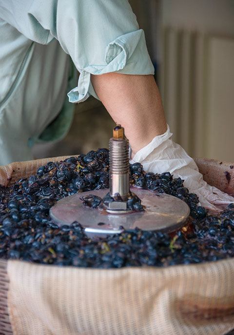 Farquar Family Winery's olive orchard and rolling Ramona hills in East County San Diego